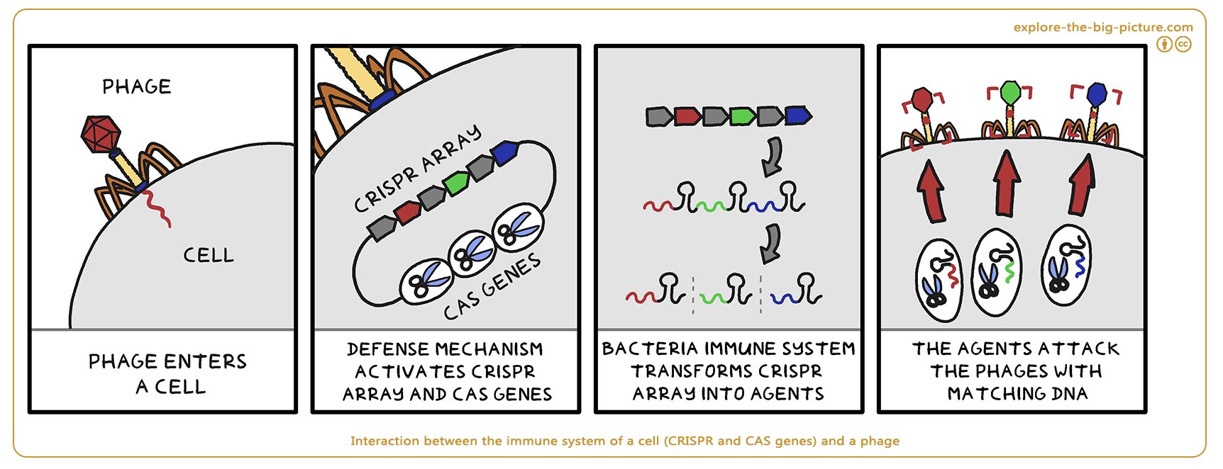 Figuur 1.1 — Interaction immune system cell crispr cas genes and phage dna