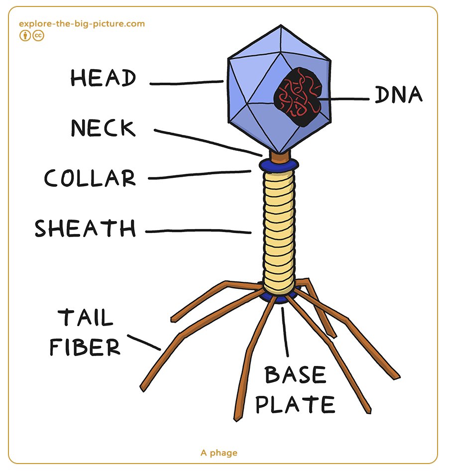 Figuur 1.12a — Phage bacteriophage collar sheath tail fiber base plate dna