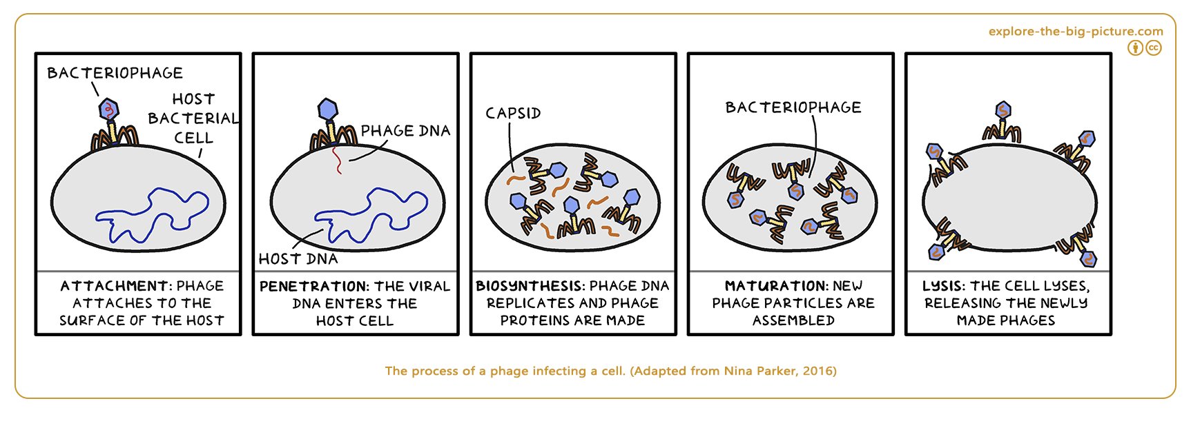 Figuur 1.12b — Phage infecting a cell bacteriophage biosynthesis lyses